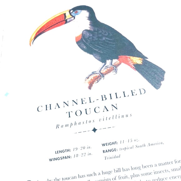 The Aviary by Matt Merritt Press Out Bird Book ISBN 978-1-6842-578-4 - Picture 2 of 8